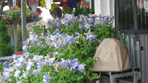 Sandstone watering rock gift surrounded by blue flowers