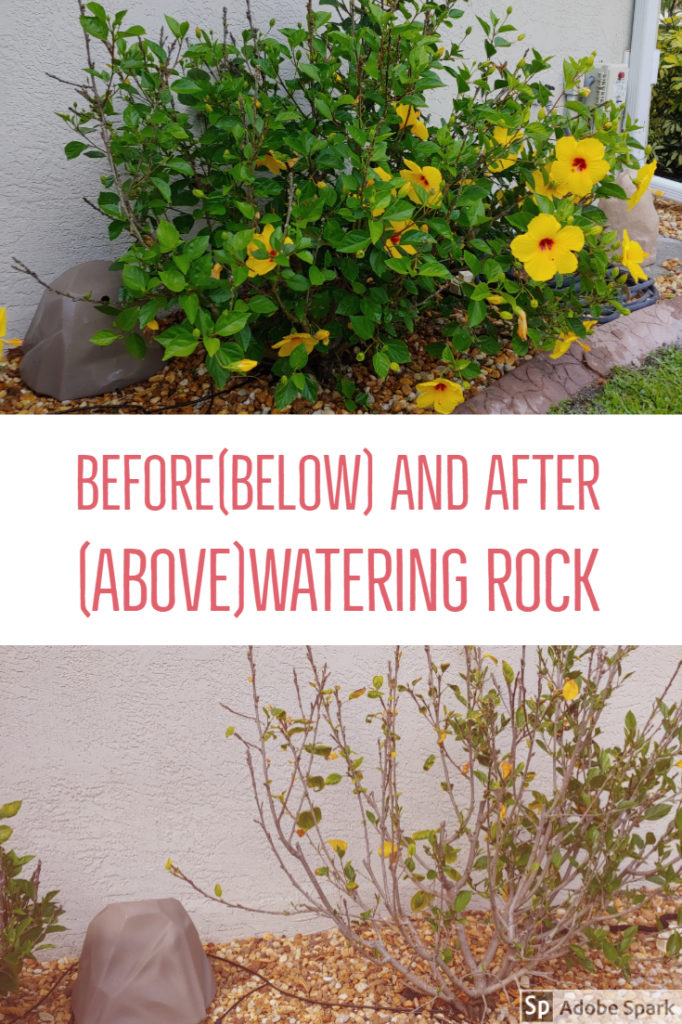 Before and After Picture of Plants Demonstrating results of Drip Irrigation for Urban Gardening
