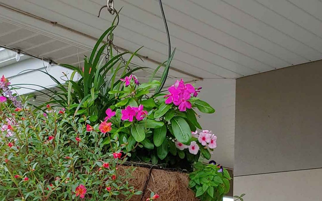 How to Care for Hanging Baskets