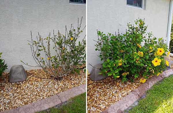 Before and After Picture of Plants Demonstrating Drip Irrigation
