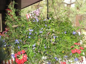 Hanging basket with red and blue flowers