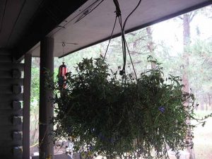 Hanging Basket on a porch