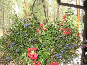 Hanging Basket with red flowers