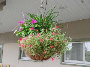 Hanging basket with purple and red flowers