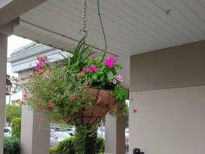 Hanging Basket on white Porch
