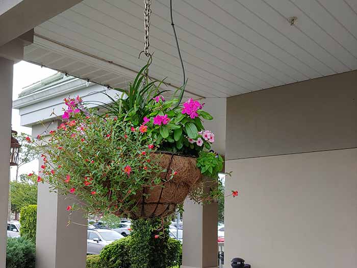 Hanging Basket in Porch