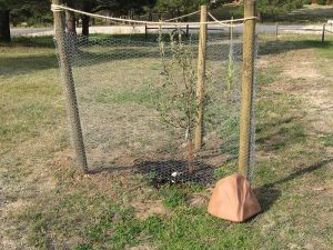 Watering rock in field by fruit tree