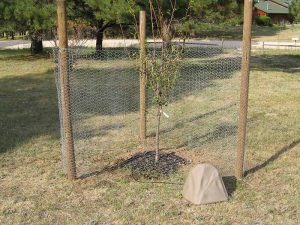 Watering rock in field by fruit tree