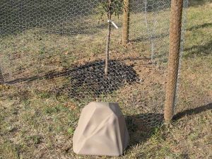 Watering rock in field by fruit tree