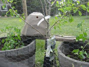 Watering rock between 2 fruit trees