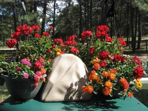 Watering Rock gift in woods surrounded by muti-colored flowers