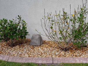 Hibiscus plant before watering rock watering