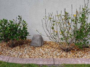 Watering rock by Hibiscus before watering by rock