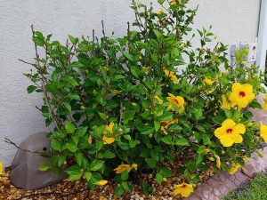 Watering rock by a hibiscus plant after watering with a rock