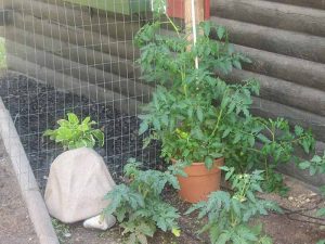 Watering rock near log cabin watering tomato plant