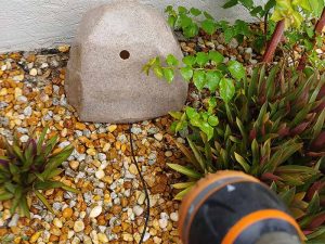 Sandstone watering rock being filled with water