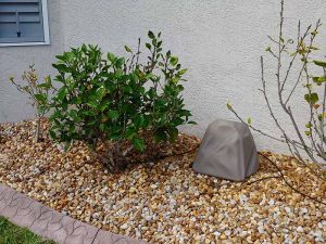 Watering rock in garden showing drippers and drip line