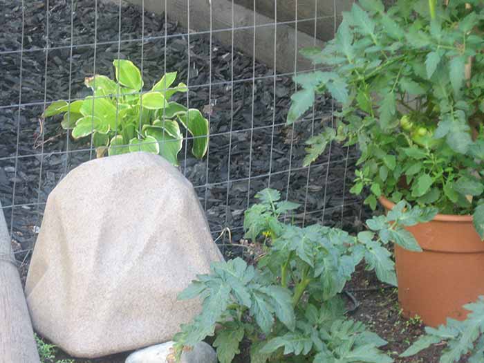 Watering Rock Placed in Garden