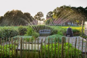 Sprinkler in a garden