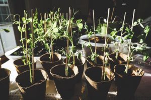 Plants in Pots