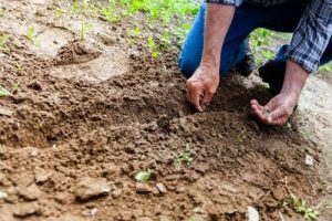 Hands planting seeds in dirt row
