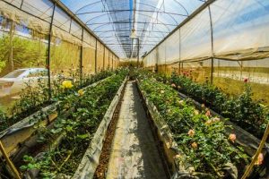 Greenhouse with Rows of Plants