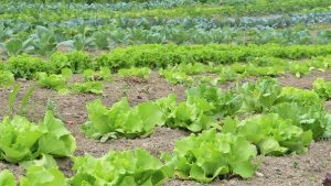 Rows of Lettuce in Garden with other plants too