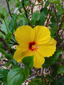 Hibiscus Flower