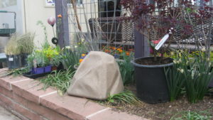 Sandstone Watering Rock in a garden