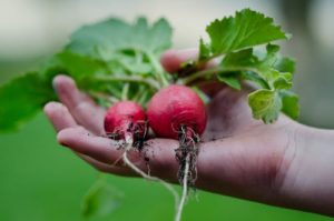 2 radishes in a hand