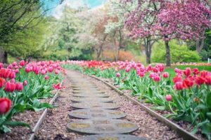 Pathway with stones and flowers