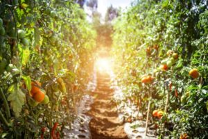 Row of tomato plants